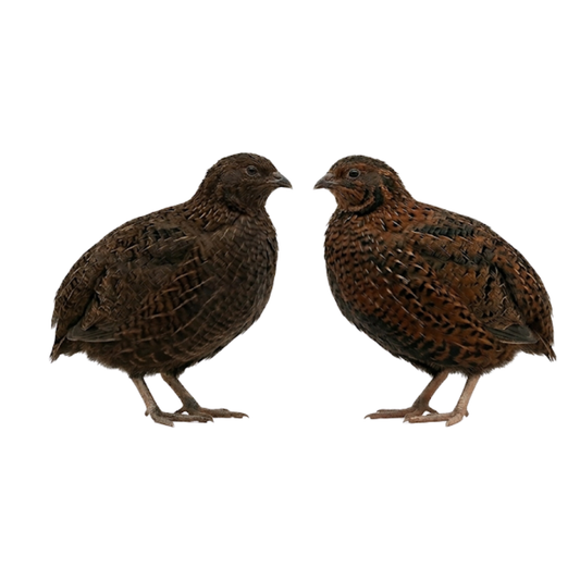Fertile Midnight Velvet Quail eggs from Tibetan and Rosetta Coturnix breed by Quailz.com, showcasing smooth, dark shells.