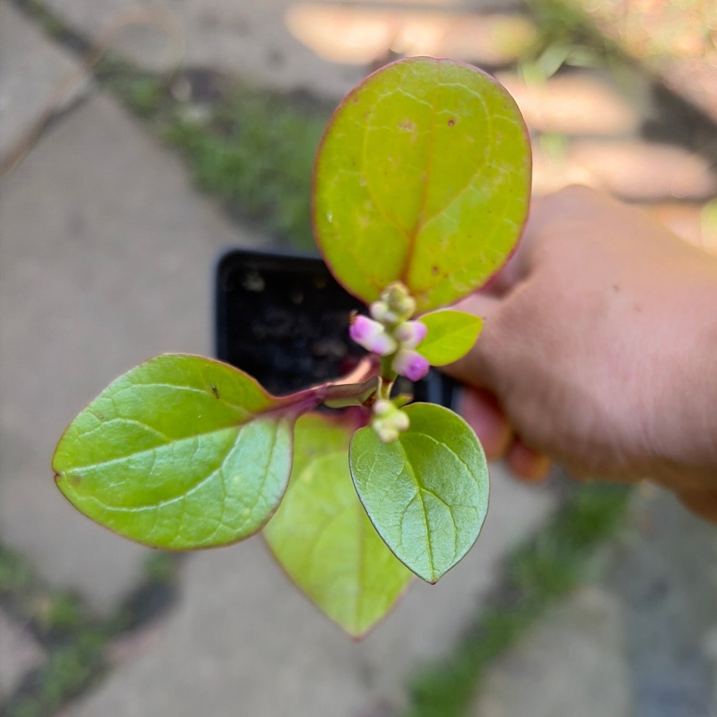 Red Malabar Spinach Live Plant – Basella rubra – Heat-Loving Edible Climbing Vine