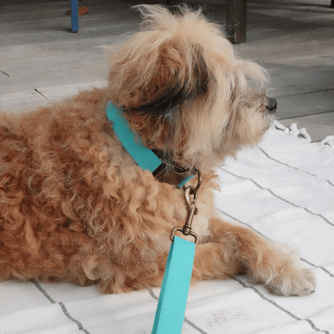 Tilley + Me hemp cotton dog leash with adjustable, lightweight, soft, durable, sustainable design, shown with a dog collar.