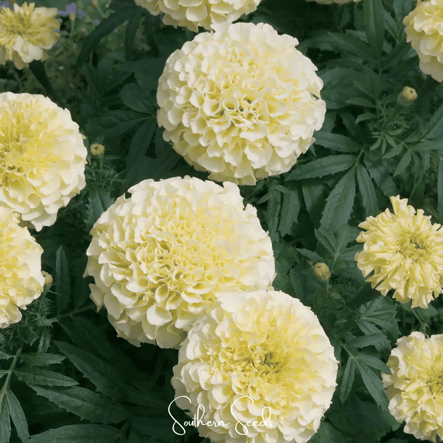 Moonlight African Marigold seeds from Southern Seeds, showing 50 bright orange flower seeds for garden planting.