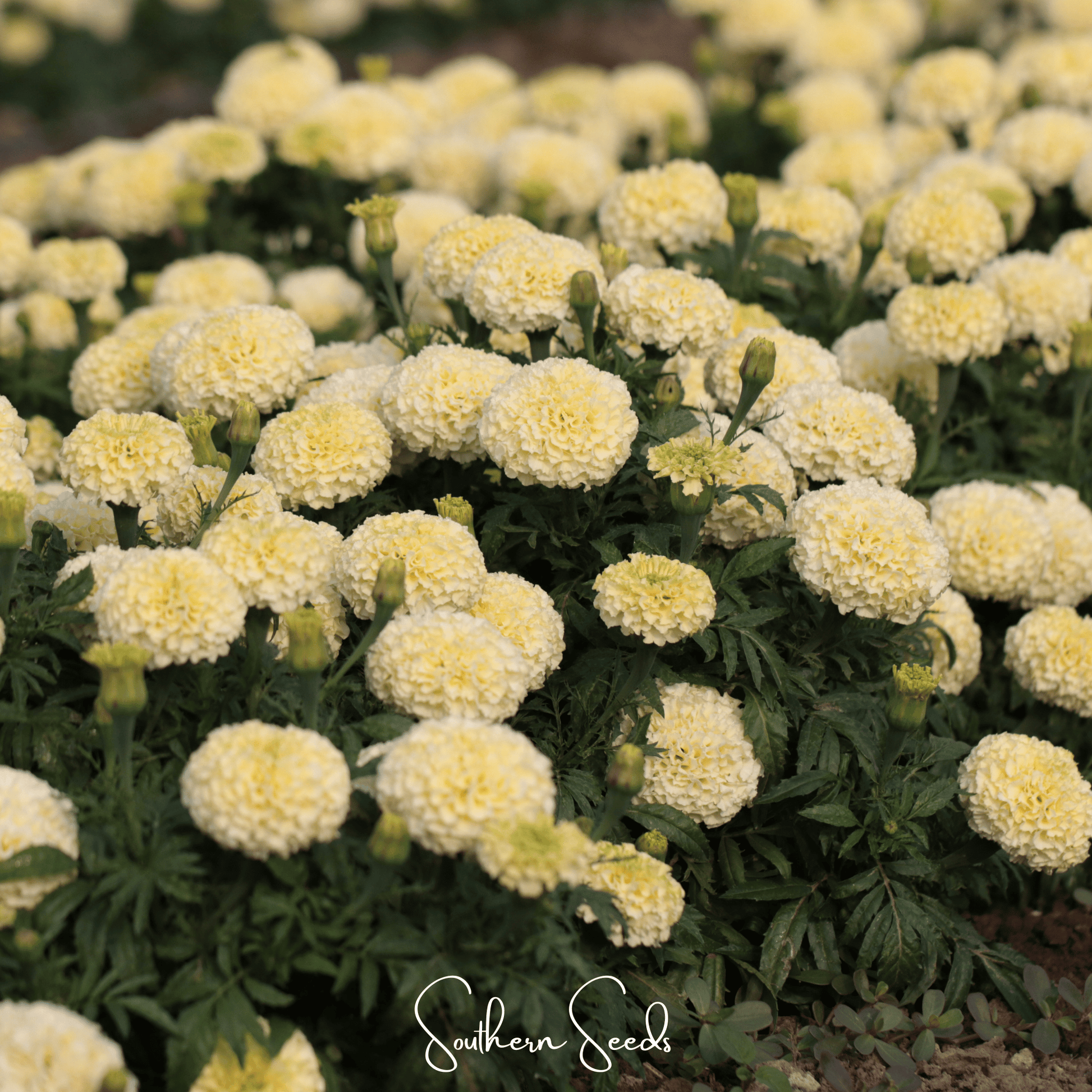African Marigold Moonlight seeds from Southern Seeds, showing vibrant yellow-orange flower buds and green foliage.