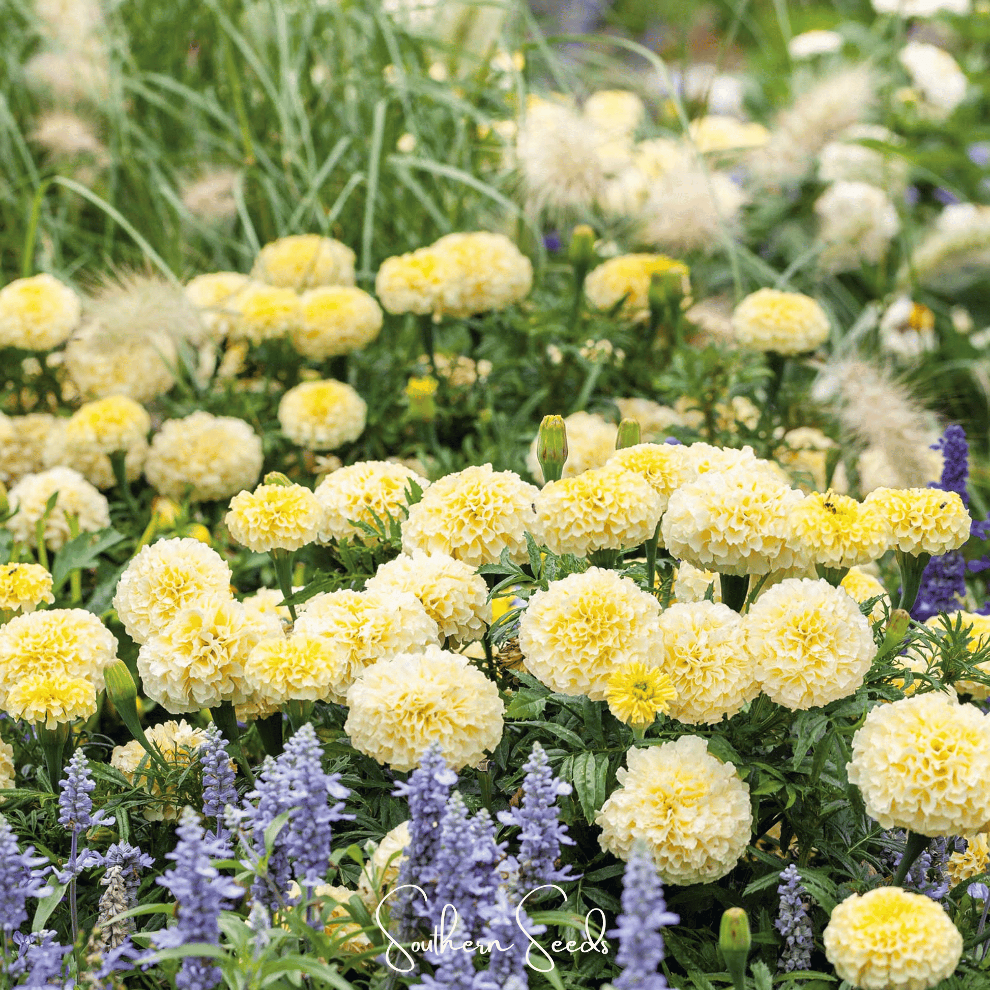 African Marigold Moonlight seeds from Southern Seeds, showing small seed packets with vibrant flower illustrations.