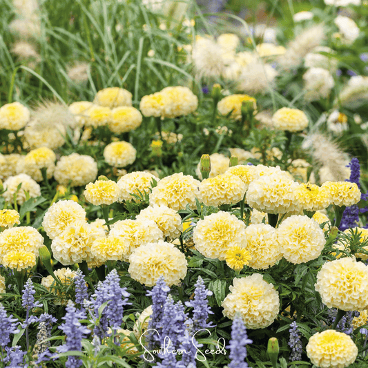 African Marigold Moonlight seeds from Southern Seeds, showing small seed packets with vibrant flower illustrations.