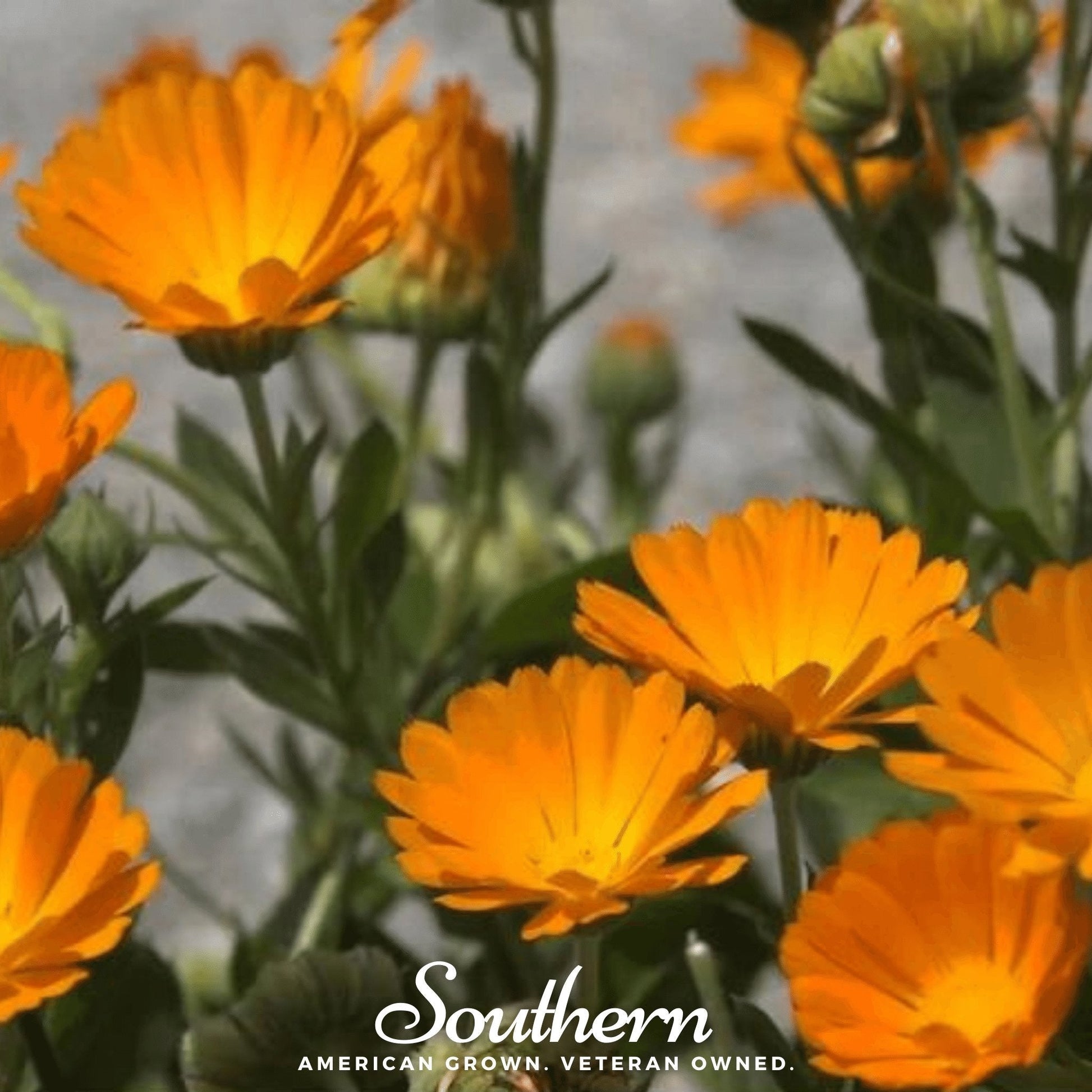 English Marigold seed packet from Southern Seeds, showing vibrant Calendula officinalis flowers and 100 seed packets.