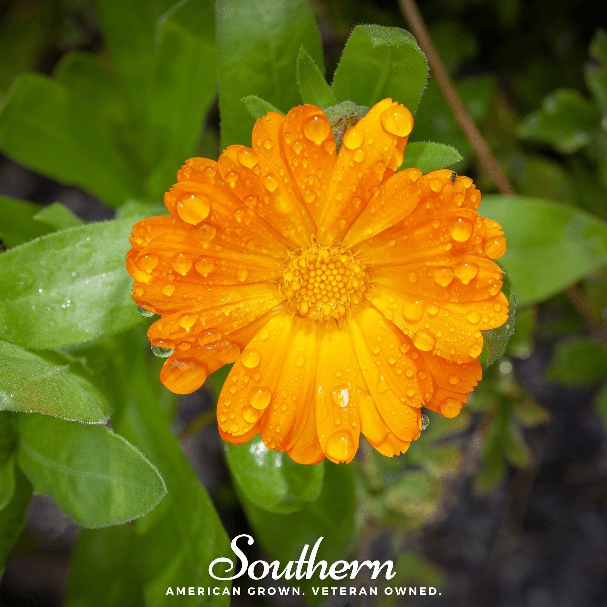 English Marigold (Calendula officinalis) 100 seeds from Southern Seeds, showing vibrant yellow-orange flower buds and green foliage.