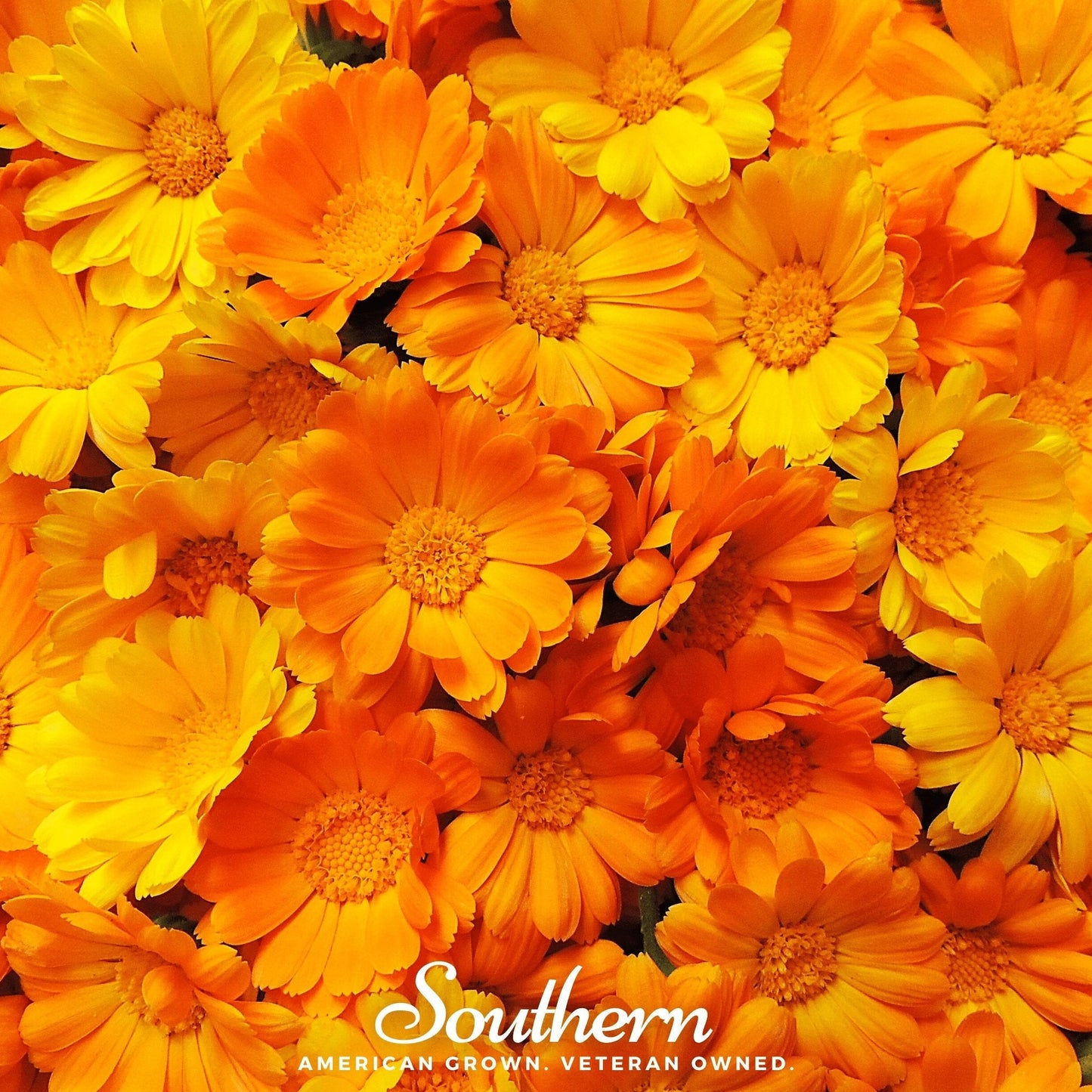 English Marigold (Calendula officinalis) 100 seed packet from Southern Seeds, showing vibrant orange and yellow marigold flower seeds.