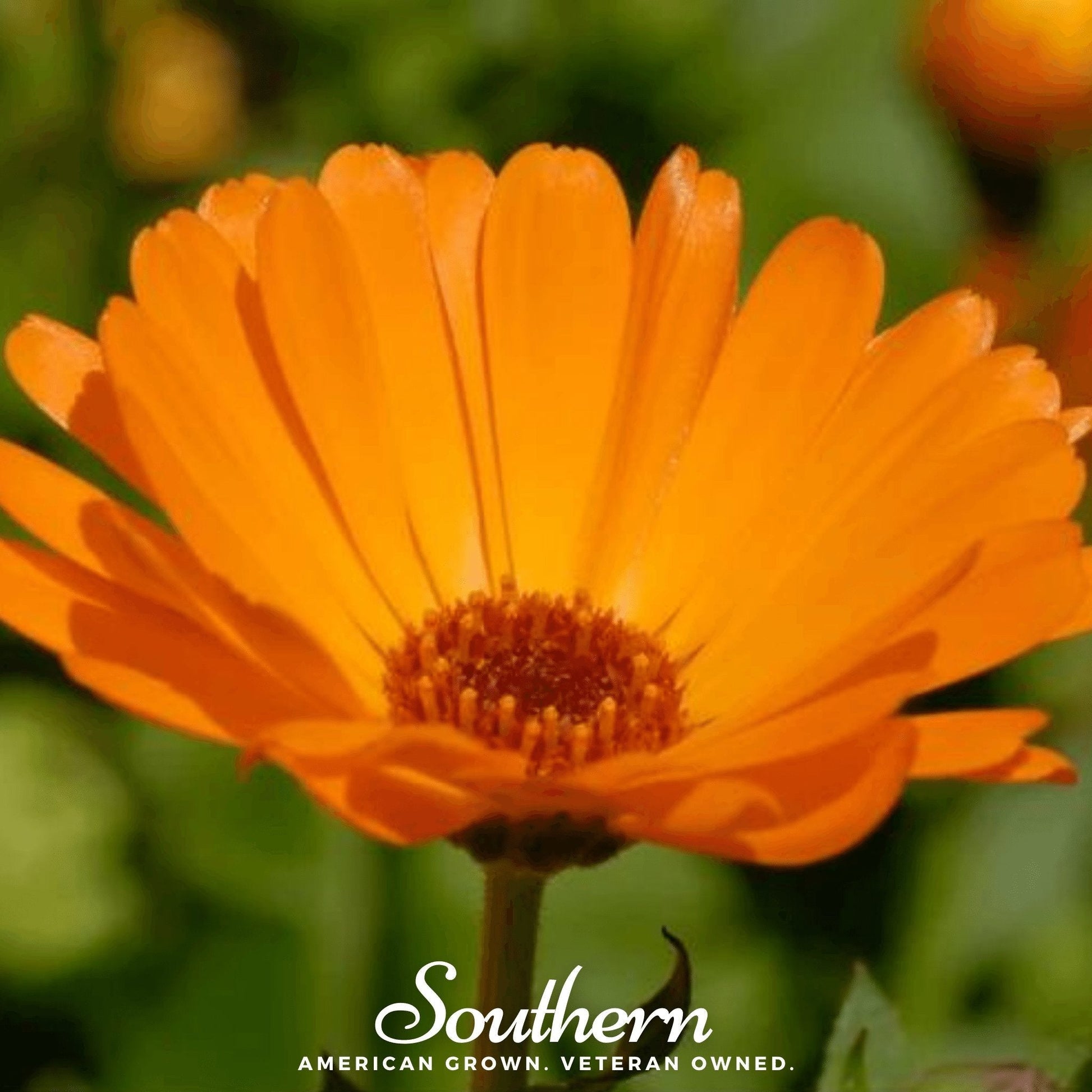 English Marigold (Calendula officinalis) 100 seed packet from Southern Seeds, showing vibrant yellow-orange marigold flowers.