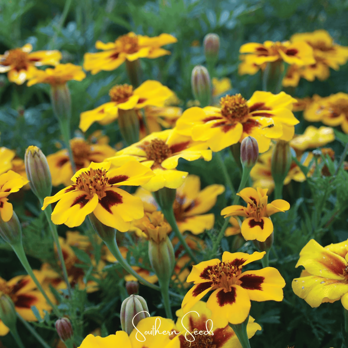 Naughty Marietta marigold seeds from Southern Seeds, showing vibrant orange petals and green foliage, 100 seed packet.