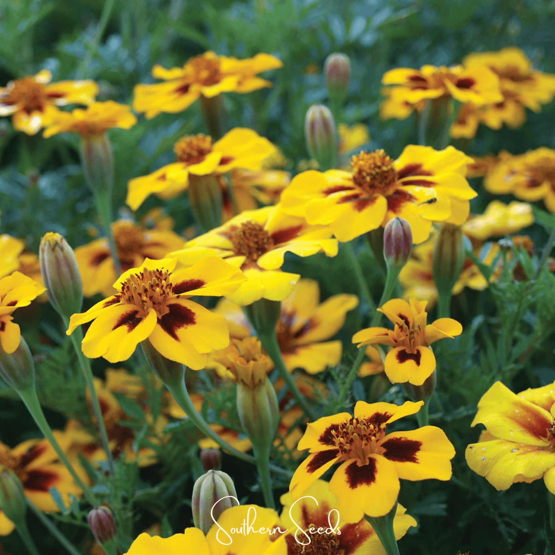 Naughty Marietta marigold seeds from Southern Seeds, showing vibrant orange petals and green foliage, 100 seed packet.