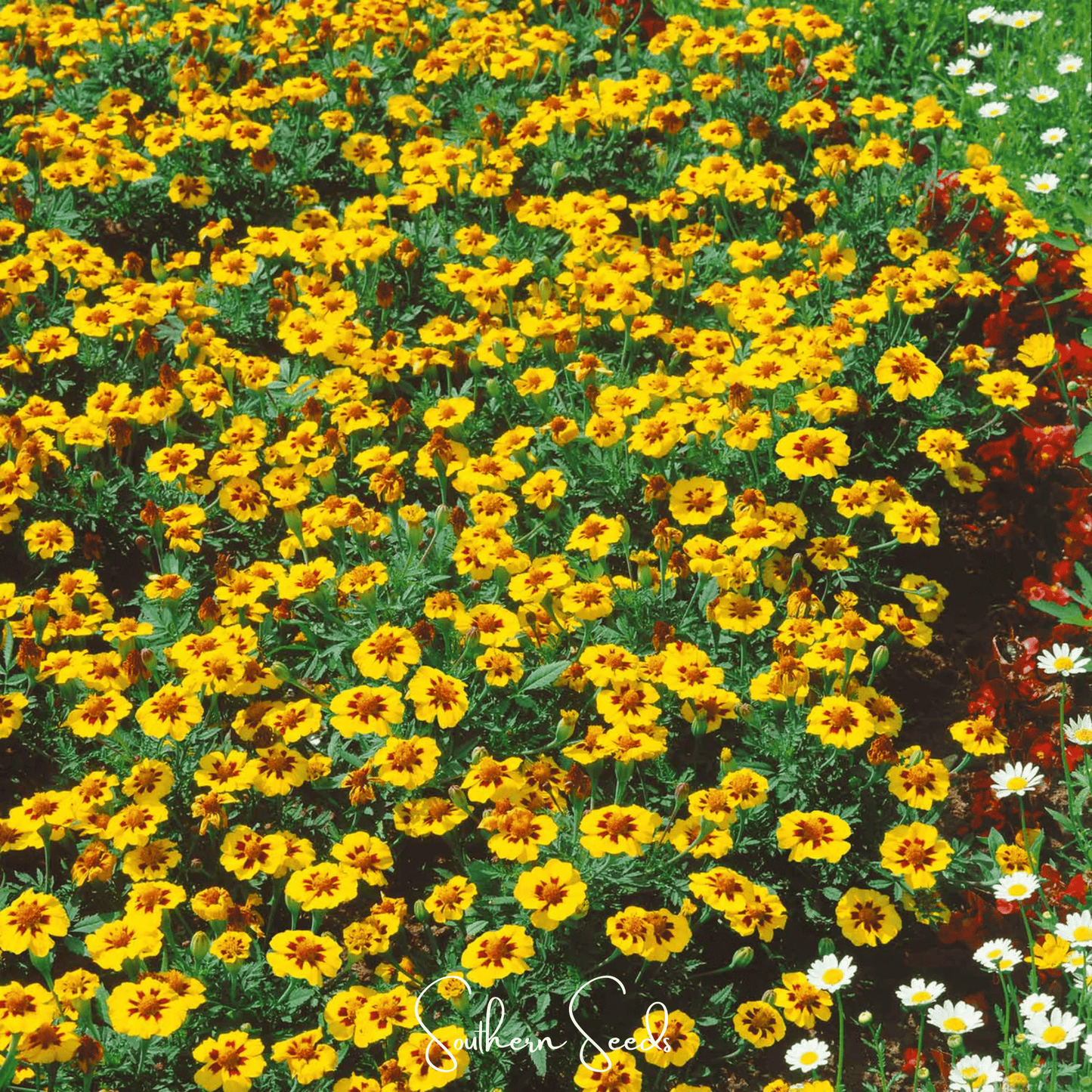 Naughty Marietta Marigold seeds from Southern Seeds, showing vibrant marigold flower and seed packet for planting