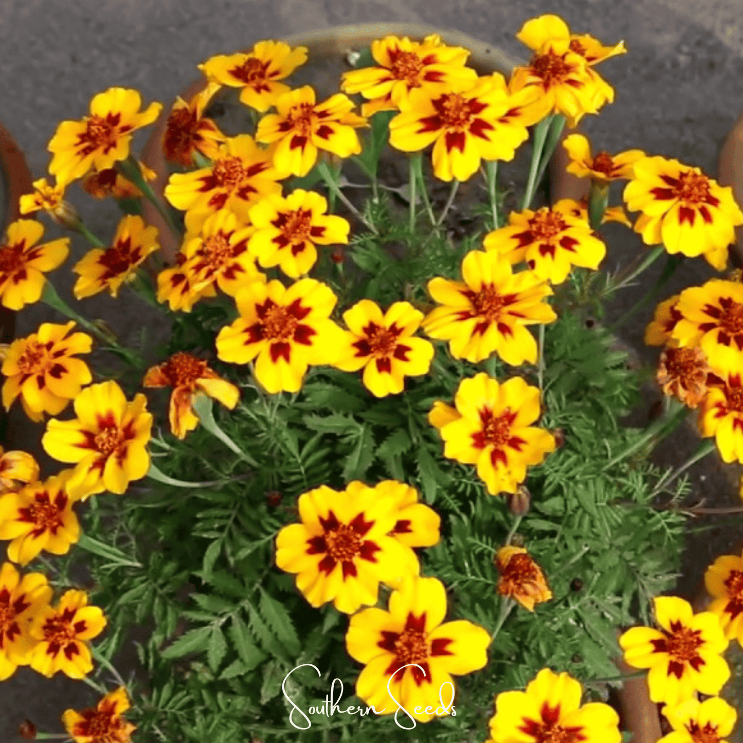 Naughty Marietta marigold seeds from Southern Seeds, showing vibrant orange marigold flower and seed packet for gardening.