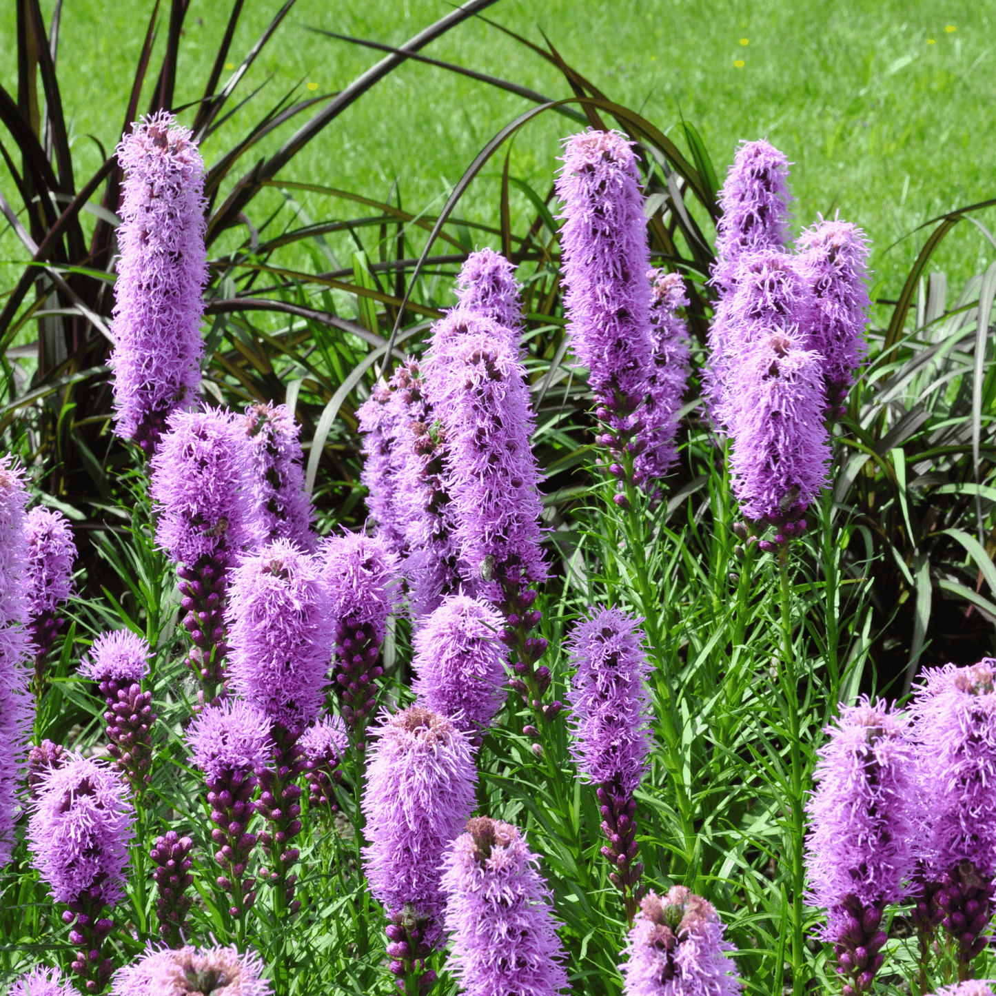 Packet of Marsh Blazing Star seeds from Southern Seeds, showcasing 50 seeds for planting and garden beauty.