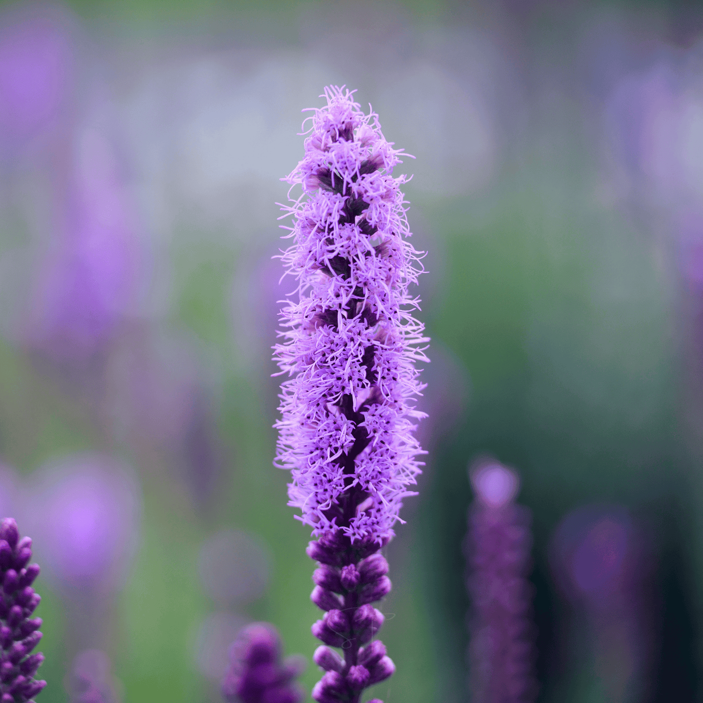 Packet of Southern Seeds Marsh Blazing Star seeds, showcasing vibrant native wildflower seeds for garden planting.
