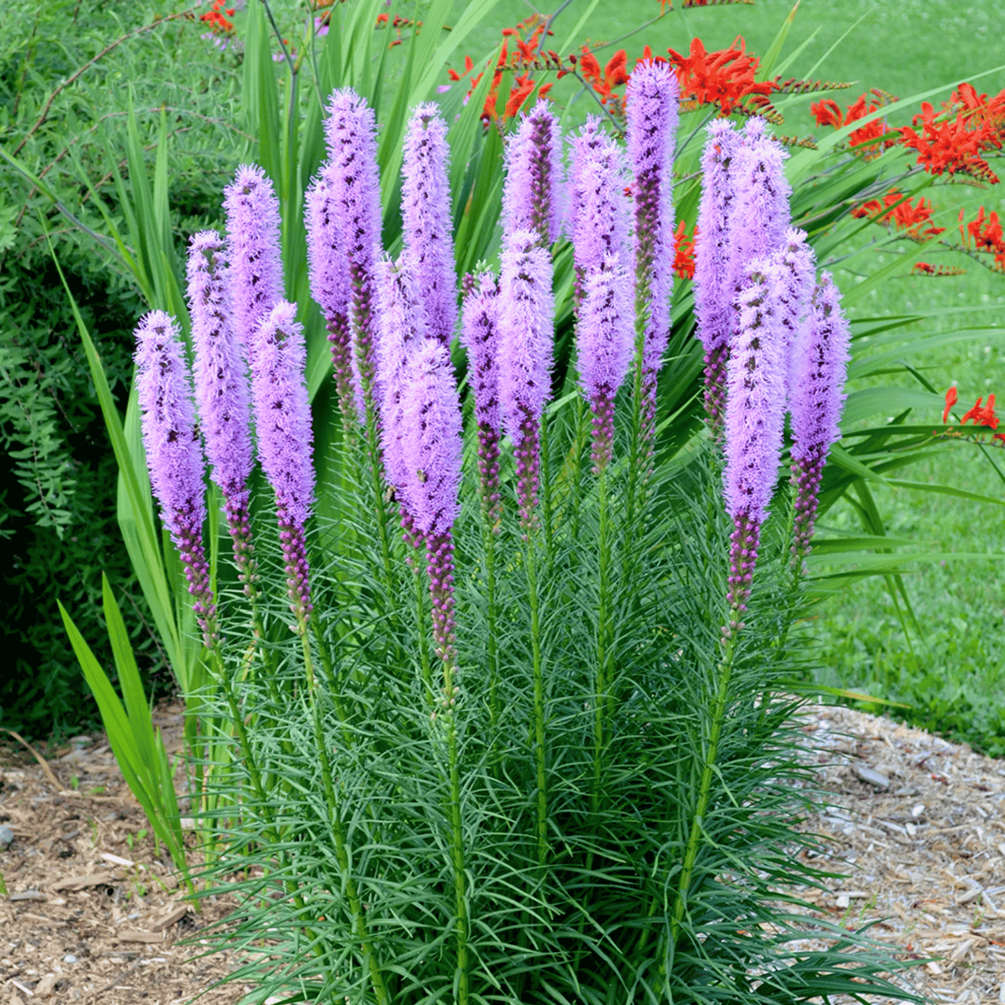 Packet of Marsh Blazing Star seeds from Southern Seeds, featuring bright, tall wildflower seeds for garden planting.