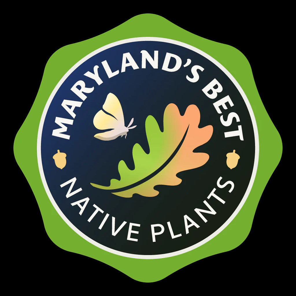 Mountain Mint live plant by Steep Hill Garden, native pollinator perennial with green leaves and small white flowers, zones 4-8