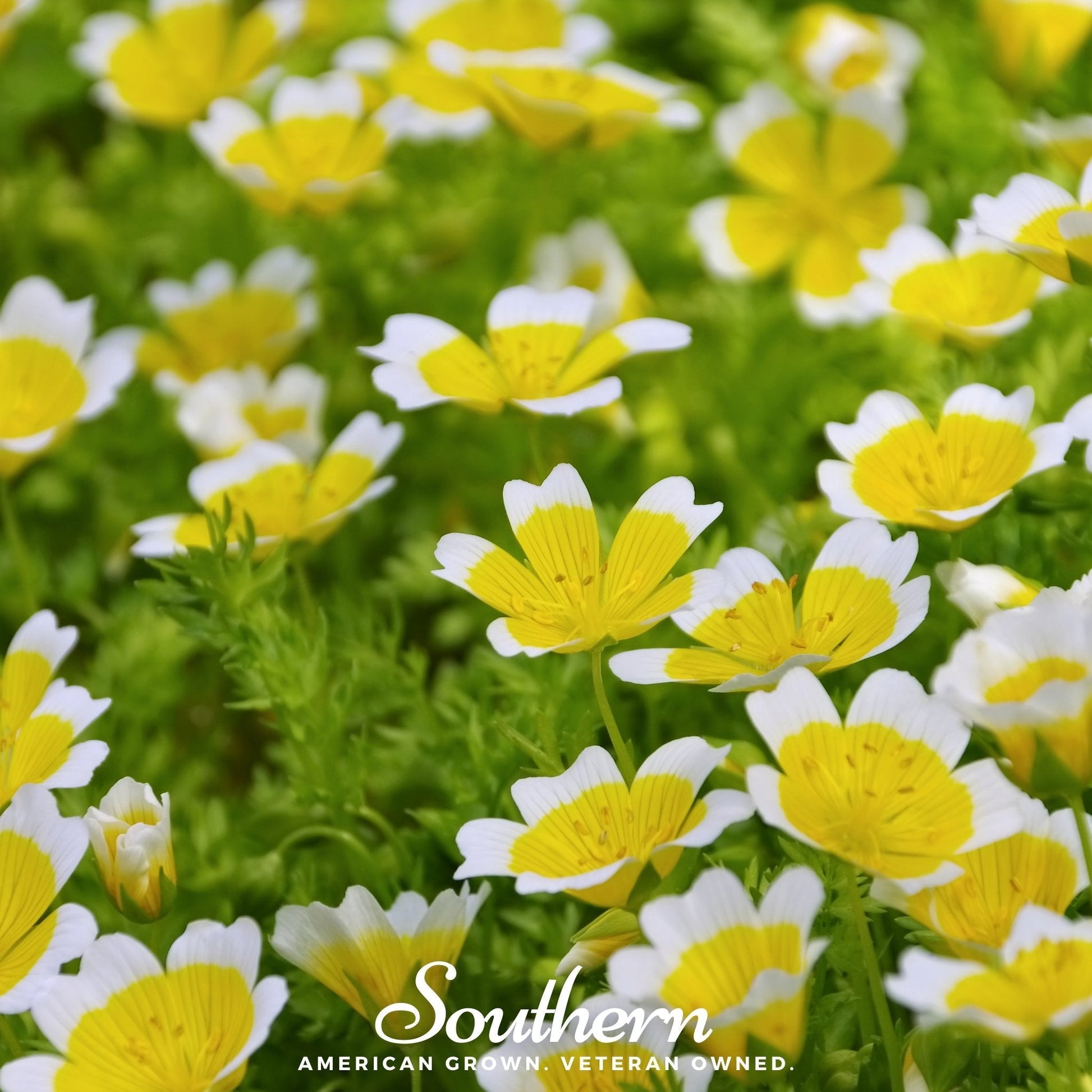 Meadowfoam (Poached Egg Plant) seeds from Southern Seeds, showing a close-up of green seed pods and foliage.