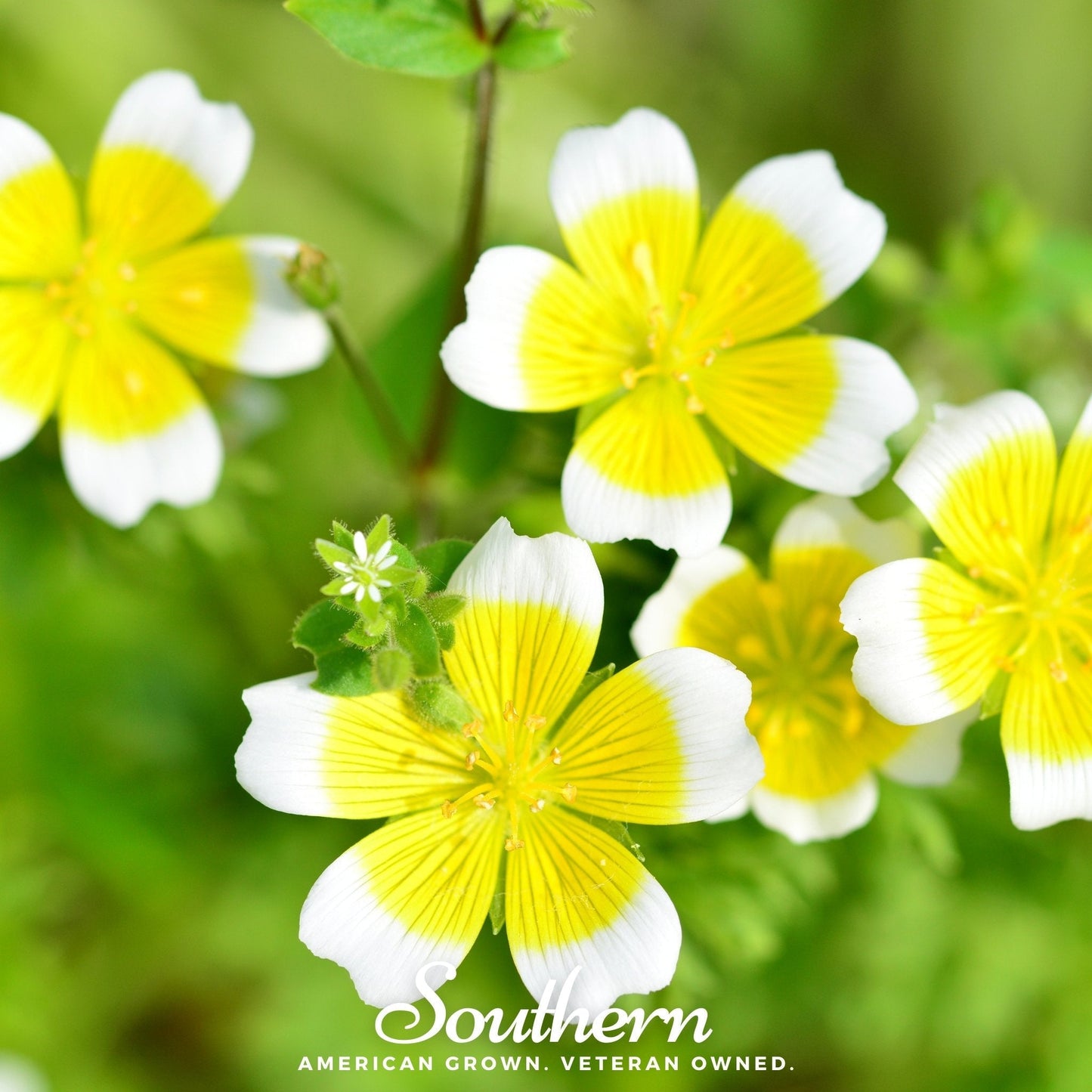 Meadowfoam (Poached Egg Plant) seeds from Southern Seeds, small brown seeds for planting and growing Meadowfoam flowers.