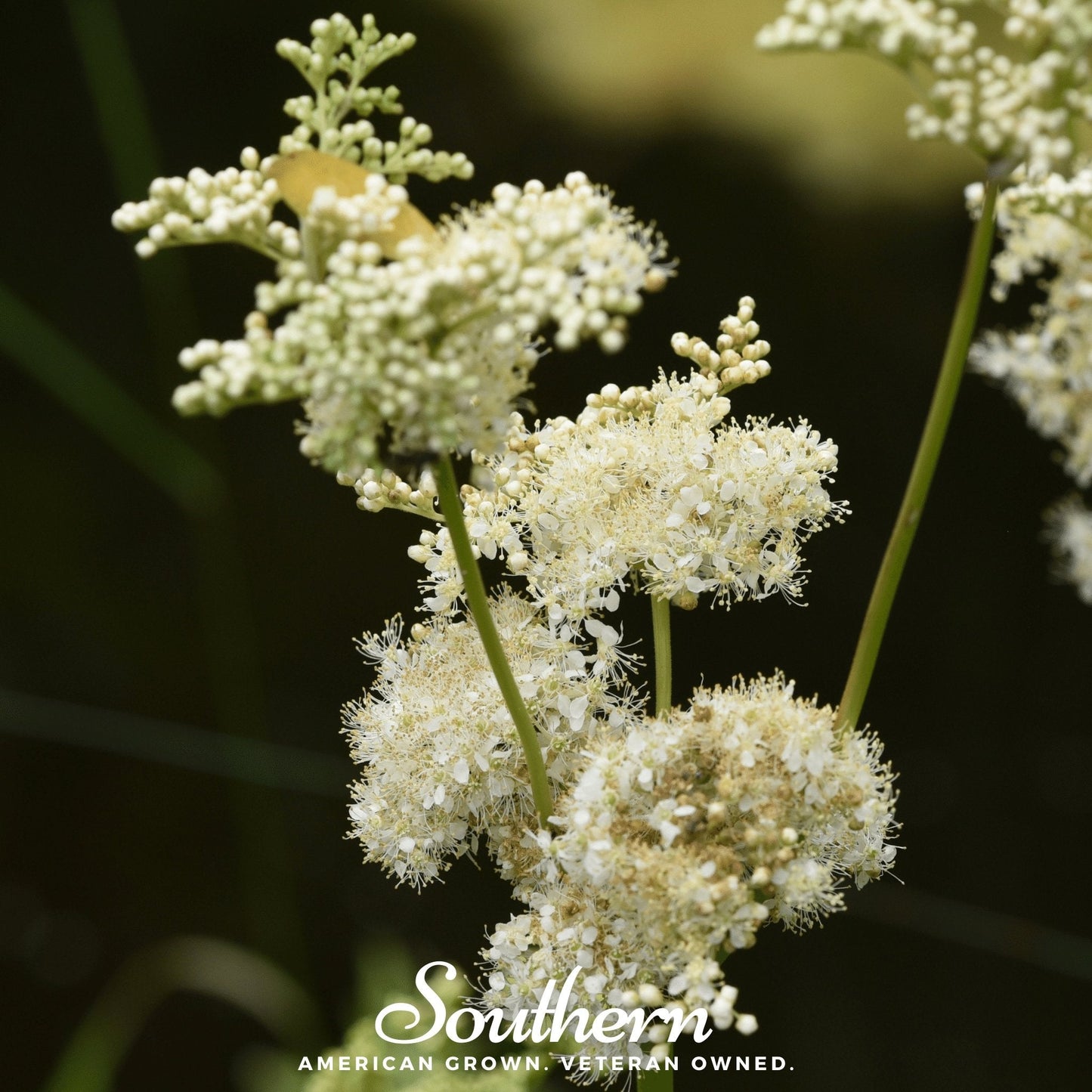 Meadowsweet flower plant seed packet from Southern Seeds, contains 50 Meadowsweet (Filipendula ulmaria) seeds for gardening.