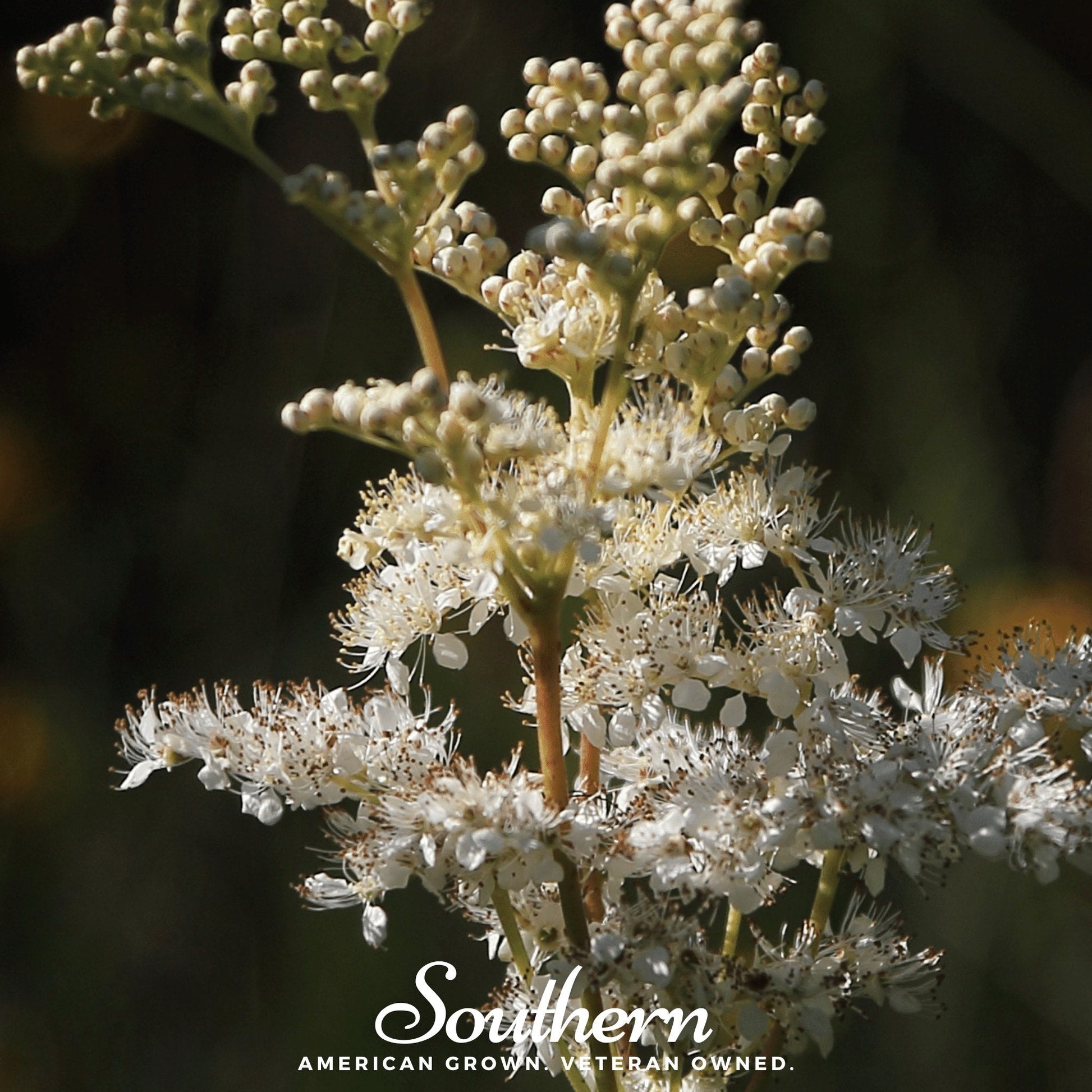 Meadowsweet flowers and foliage, 50 seeds from Southern Seeds, for planting and garden decoration.