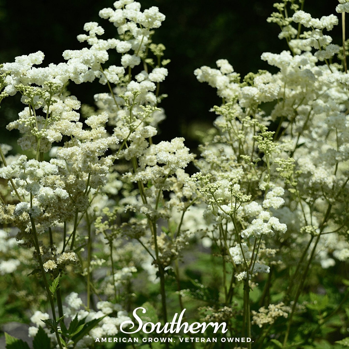 Meadowsweet plant with white flowers, 50 seeds from Southern Seeds, ideal for garden planting and natural herbal remedies.