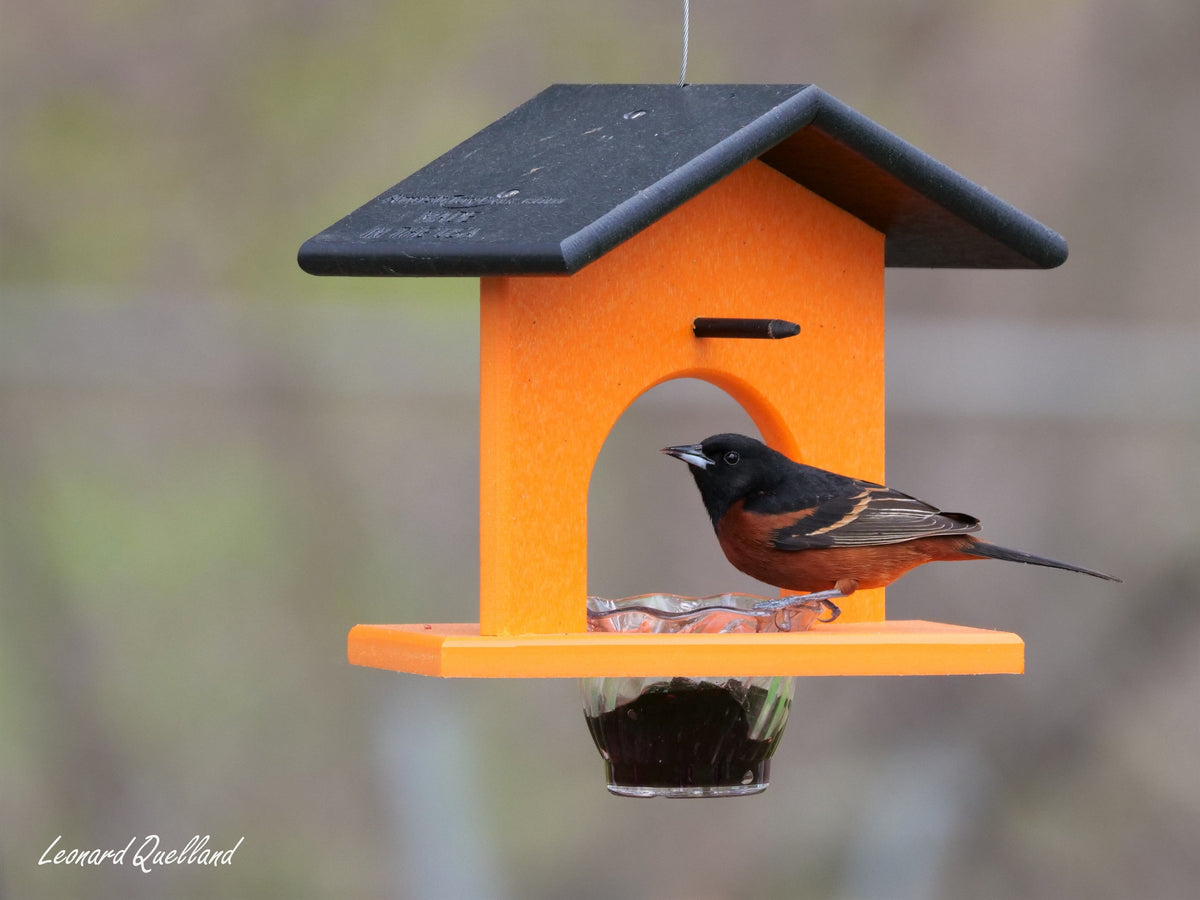 Hanging oriole bird feeder with orange and jelly compartments made from eco-friendly poly lumber, designed for outdoor bird feeding.