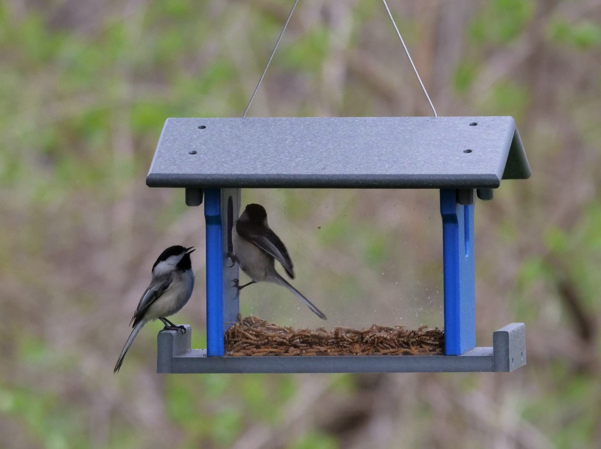 Amish-made bluebird feeder with poly lumber for feeding mealworms, designed for attracting bluebirds and outdoor birdwatching.