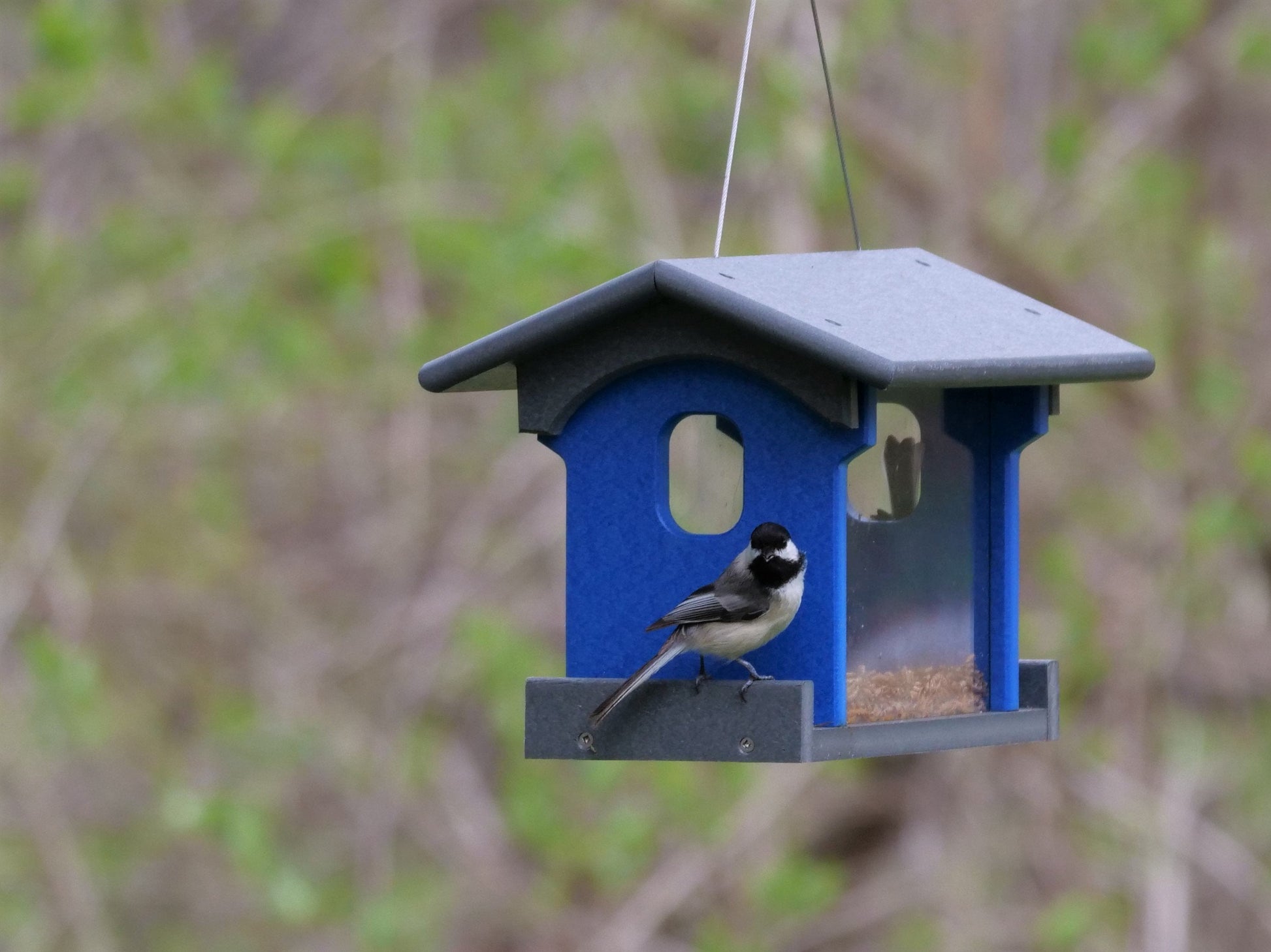 Amish-made bluebird feeder with poly lumber, designed for feeding mealworms, mounted on a wooden post in a garden setting.