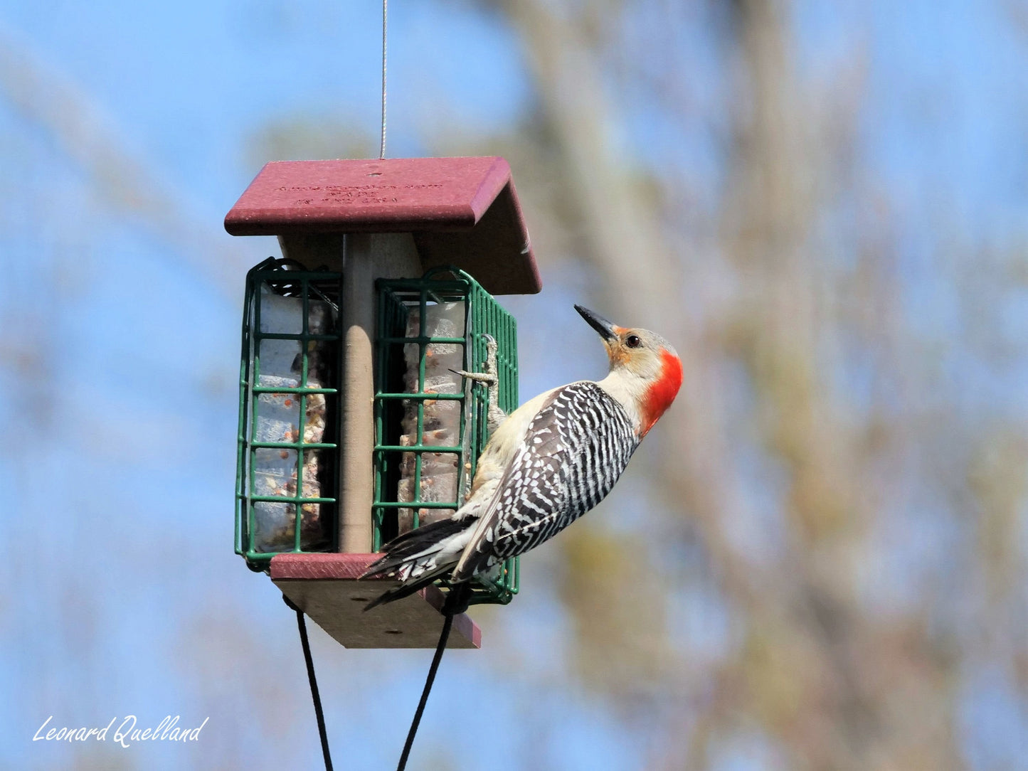Amish-made double suet-cake bird feeder with durable poly lumber for attracting woodpeckers and songbirds.
