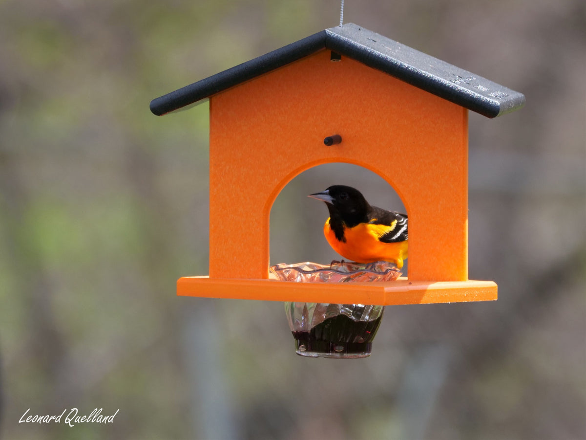 Eco-friendly hanging oriole bird feeder made of poly lumber with jelly and orange accents, designed for yard bird feeding.