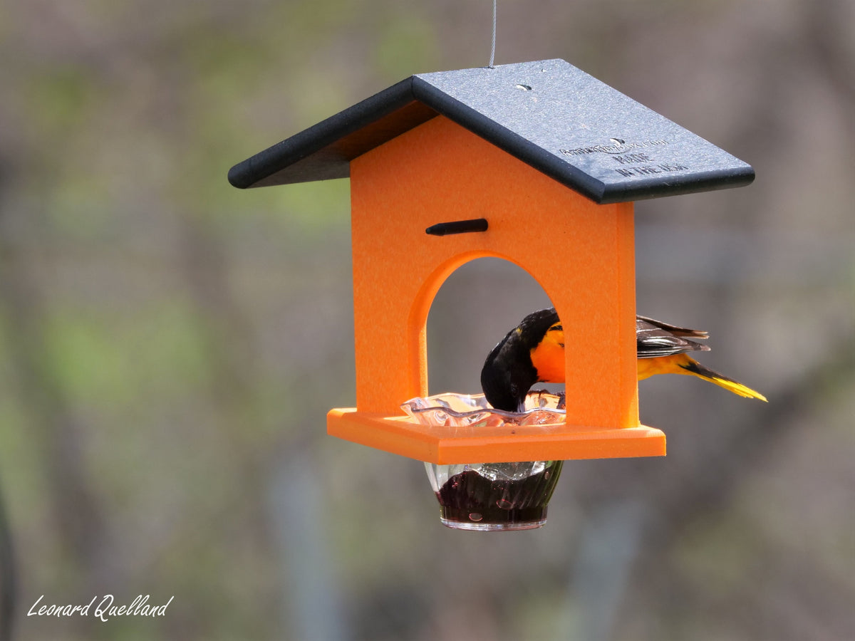 Eco-friendly AmishToyBox.com hanging oriole bird feeder made of poly lumber with jelly and orange accents for attracting songbirds.