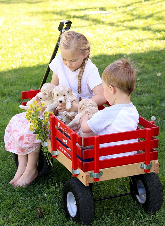 Amish-made Berlin Flyer Sport Wagon Model F410, bright red metal wagon with wooden handles and wheels, designed for children.