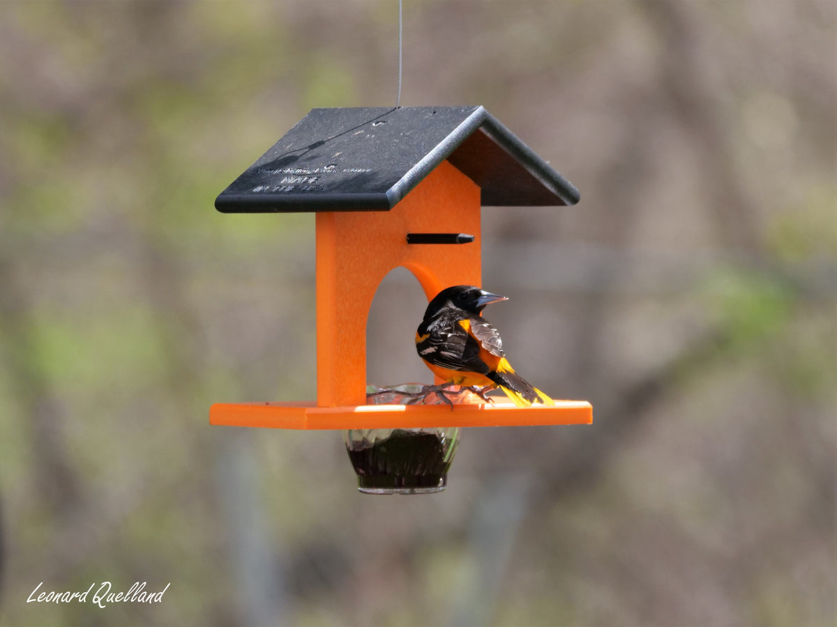 Hanging oriole jelly and orange bird feeder made of eco-friendly poly lumber, designed for outdoor bird feeding.