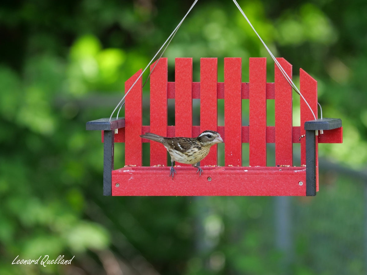 Amish-made porch swing bird feeder hanging from a tree, eco-friendly poly lumber, decorative outdoor bird feeder for garden or porch.