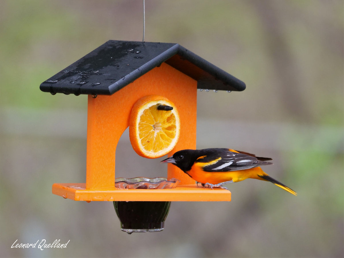 Eco-friendly poly lumber hanging oriole and orange bird feeder with a classic design, perfect for attracting garden birds.