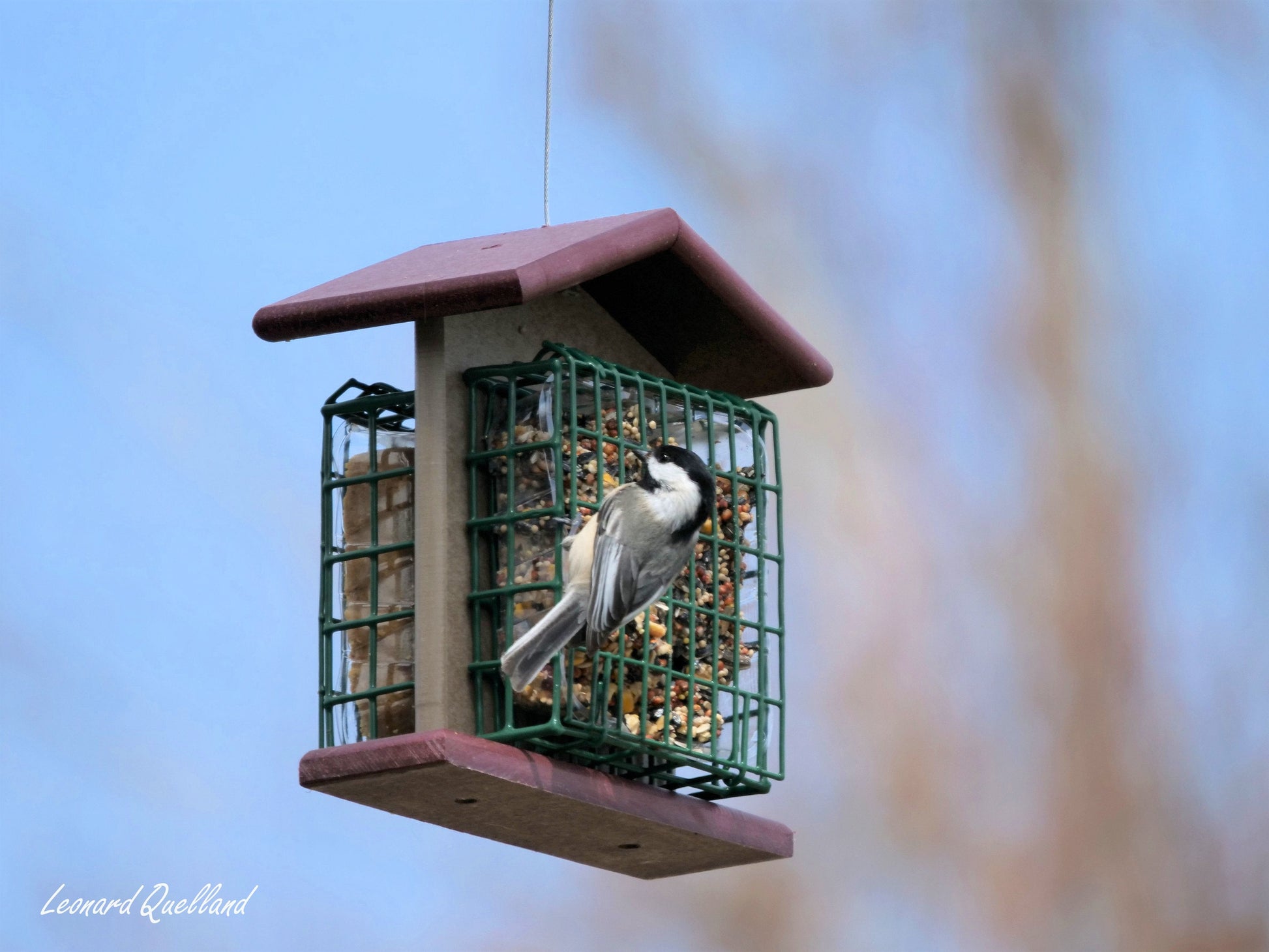 Amish-made double suet-cake bird feeder with poly lumber, designed for outdoor bird feeding, shown in a natural setting.