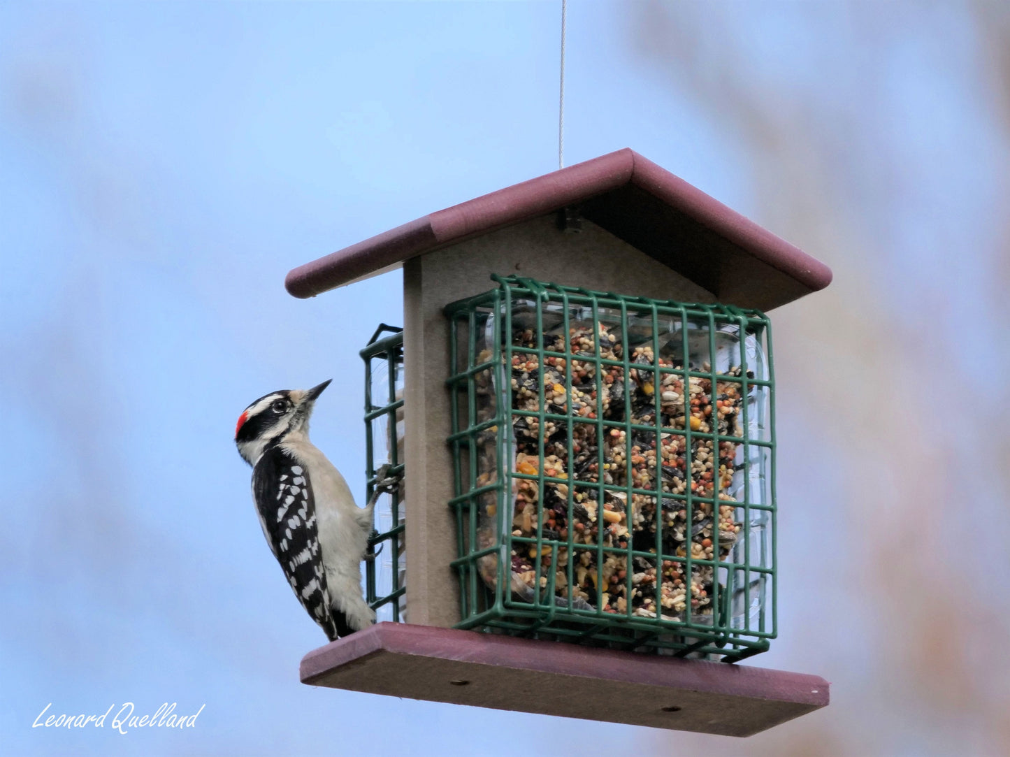 Amish-made double suet-cake bird feeder with poly lumber, designed for attracting songbirds, shown outdoors with birds feeding.