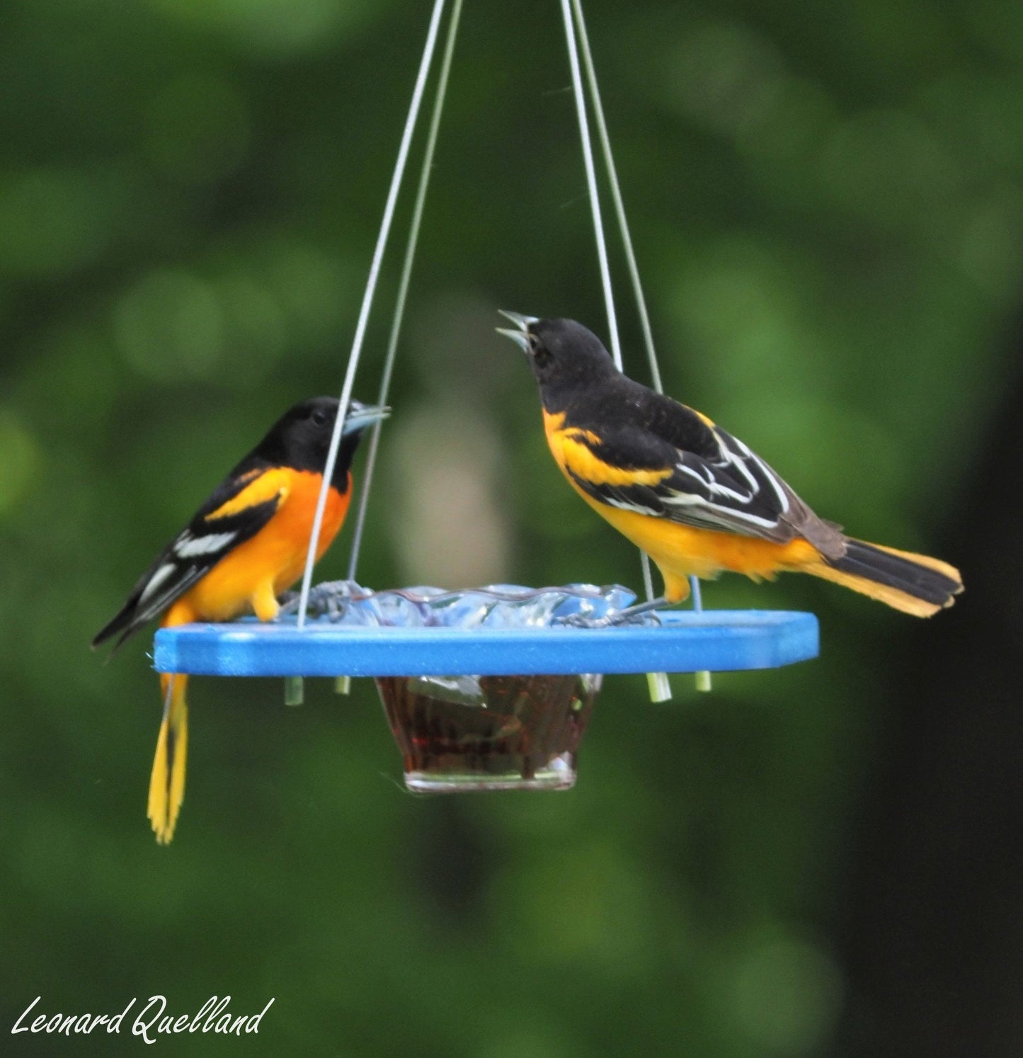 AmishToyBox.com Oriole Bird Feeder with porch jelly-cup design, showcasing a vibrant orange and black bird perched on the feeder