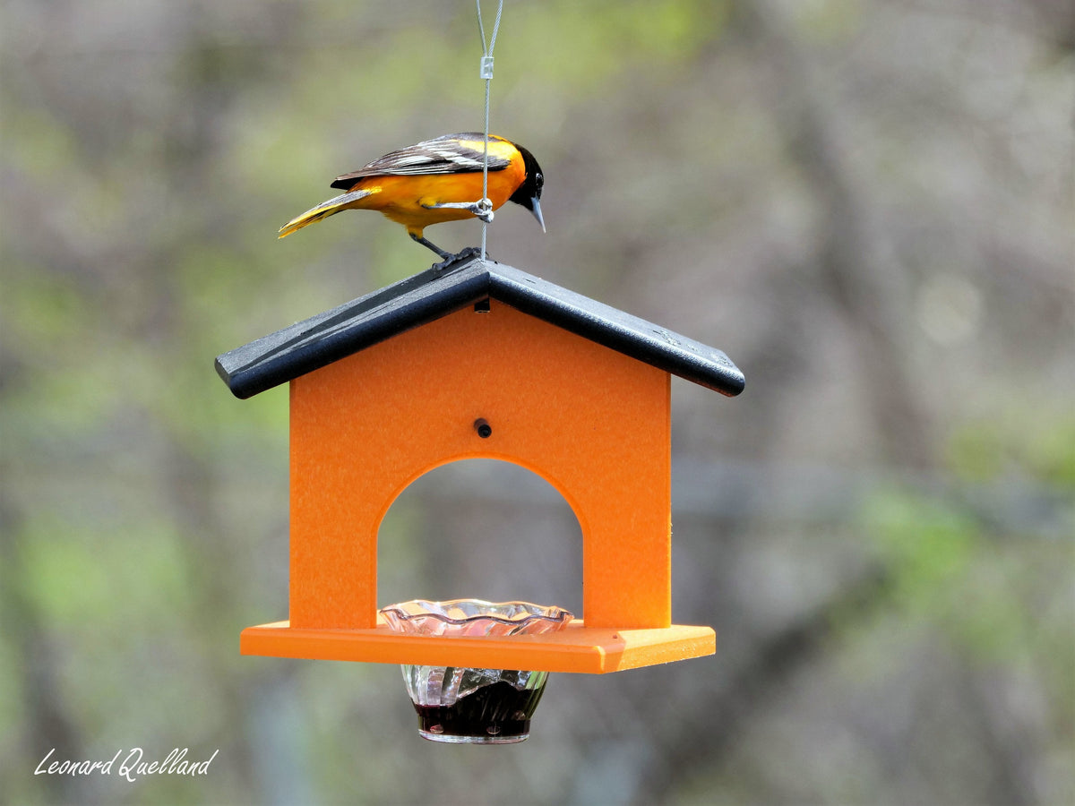 Eco-friendly AmishToyBox.com hanging oriole bird feeder with jelly and orange accents, made from durable poly lumber.