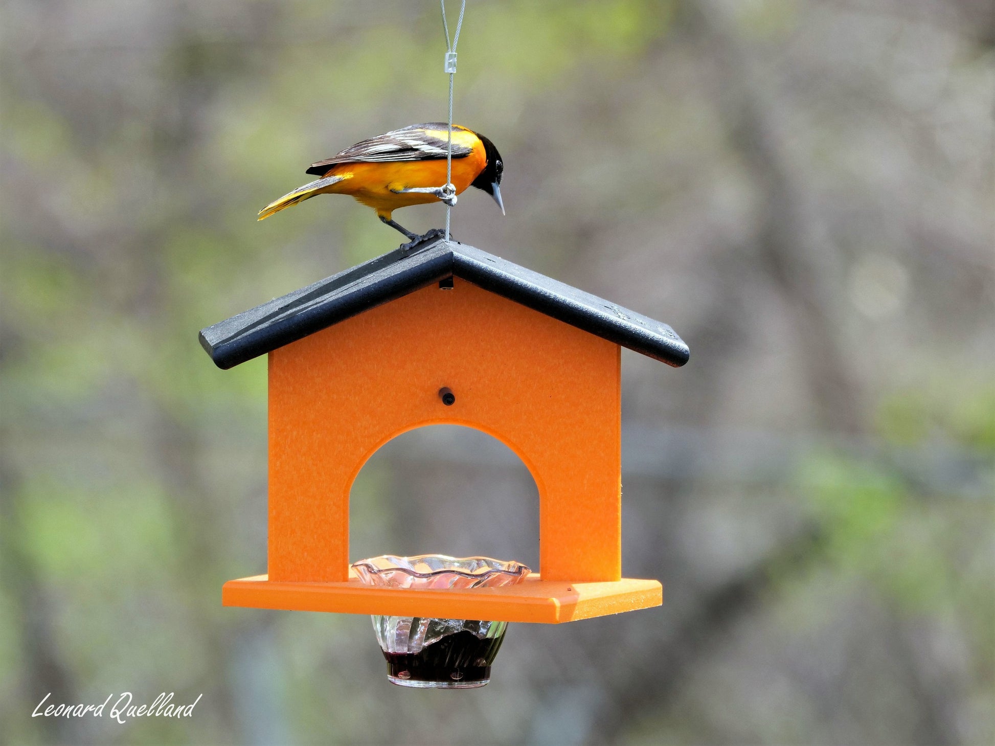 Eco-friendly AmishToyBox.com hanging oriole bird feeder with jelly and orange accents, made from durable poly lumber.