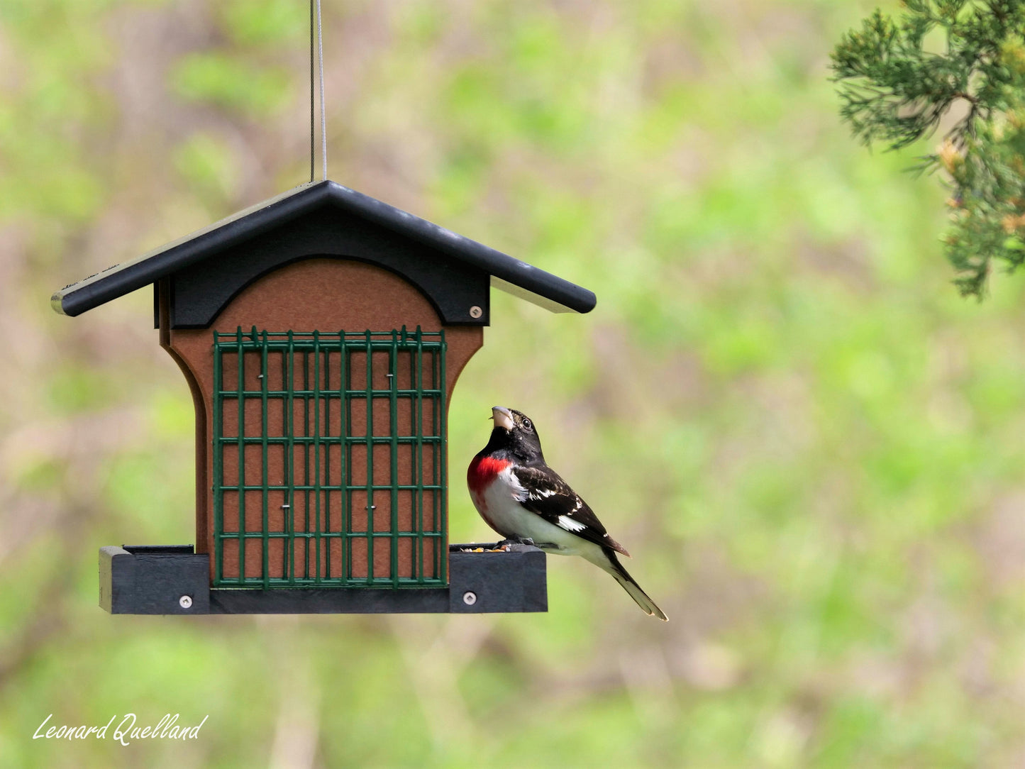 Amish-made deluxe bird feeder with suet holder, constructed from durable poly lumber, designed for attracting backyard birds.