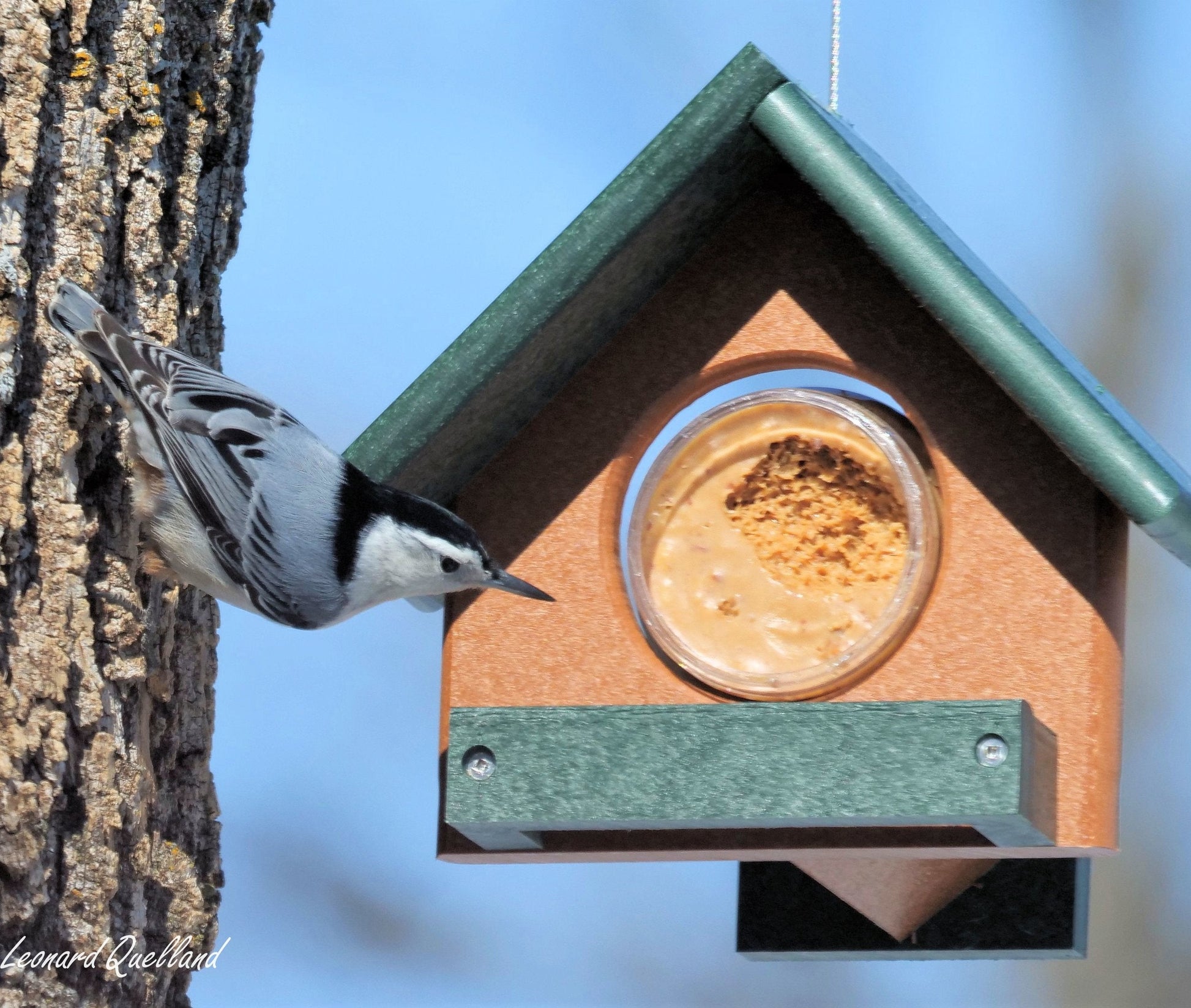 Amish-made peanut butter bird feeder holding an 18 oz. jar, designed for bird feeding, with a wooden perch and durable construction.