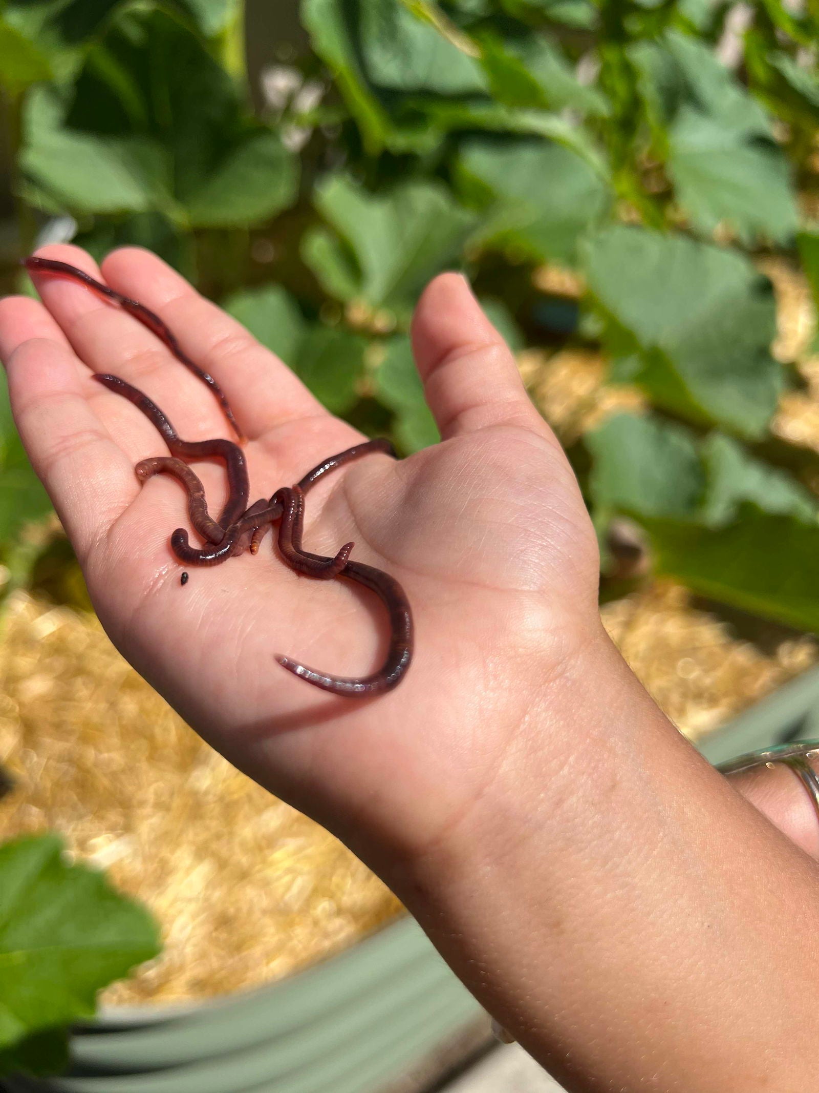 Pure Red Wiggler composting worms from Meme's Worms, shown in a clear container, ideal for composting and organic waste recycling.