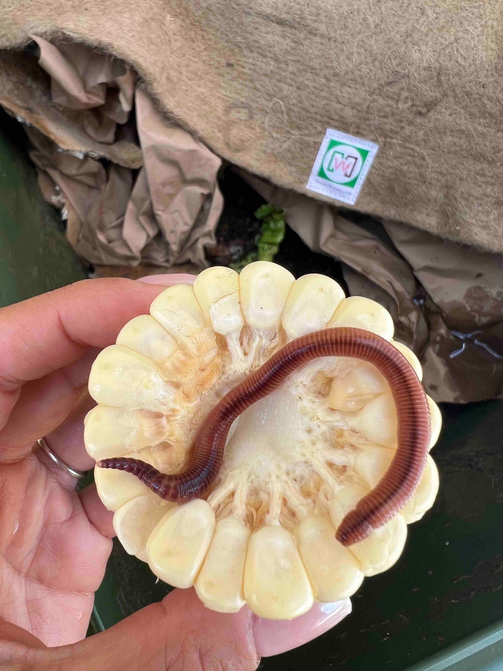 Pure European Nightcrawler composting worms from Meme's Worms, shown in a container, ideal for organic composting and soil enrichment.