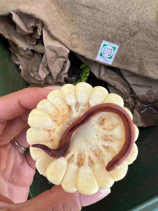 Pure European Nightcrawler composting worms from Meme's Worms, shown in a container, ideal for organic composting and soil enrichment.