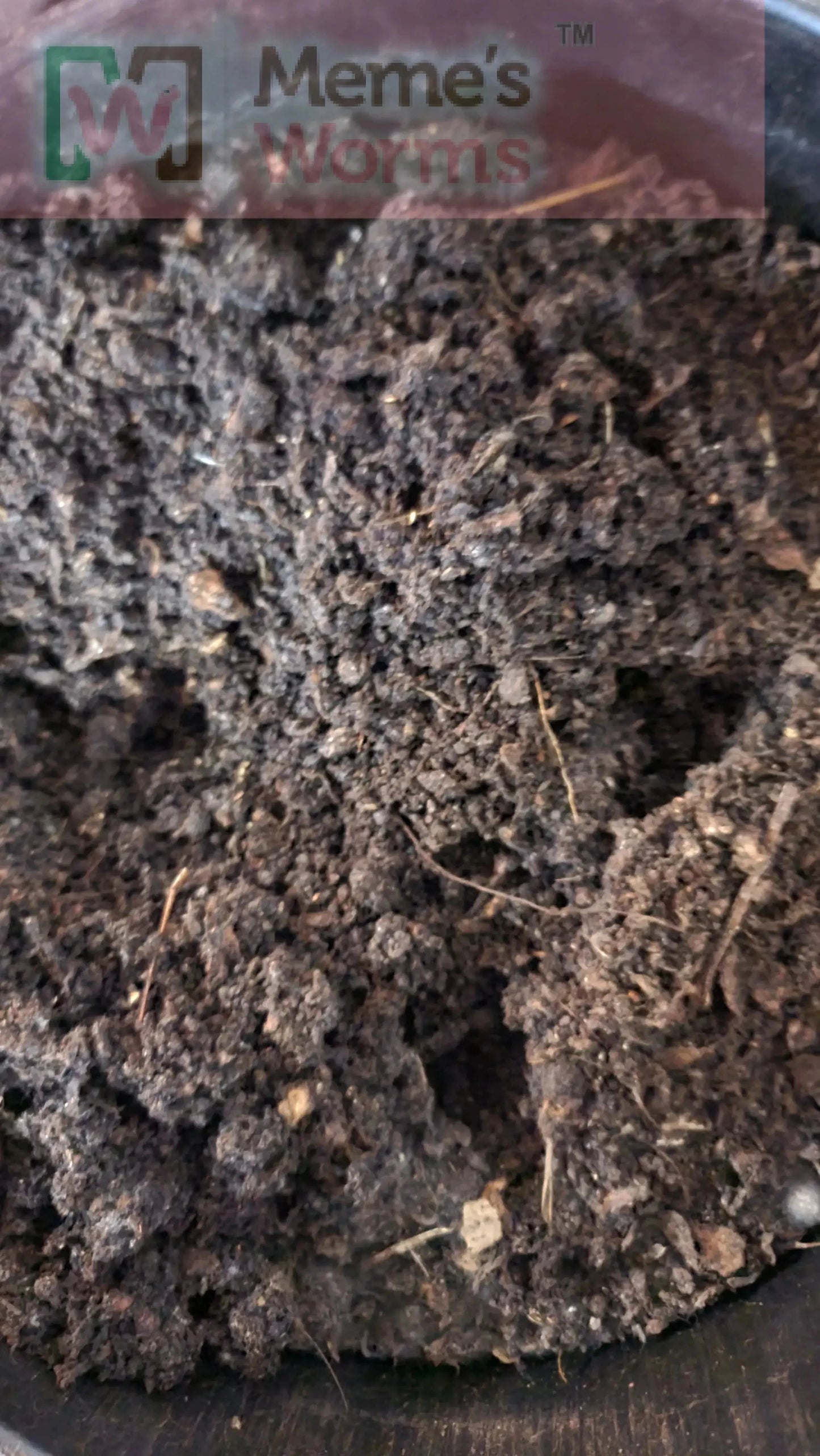 Meme's Worms Ready-to-Go Ecosystem Worm Bag with Esienia fiteda composting worms, 3-gallon portable composting system.