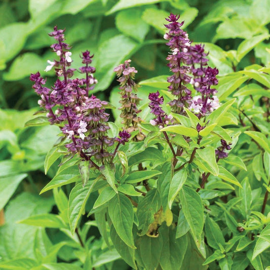 Blue Spice Basil plant by MIgardener, featuring vibrant blue-tinted basil leaves in a healthy, lush growth.