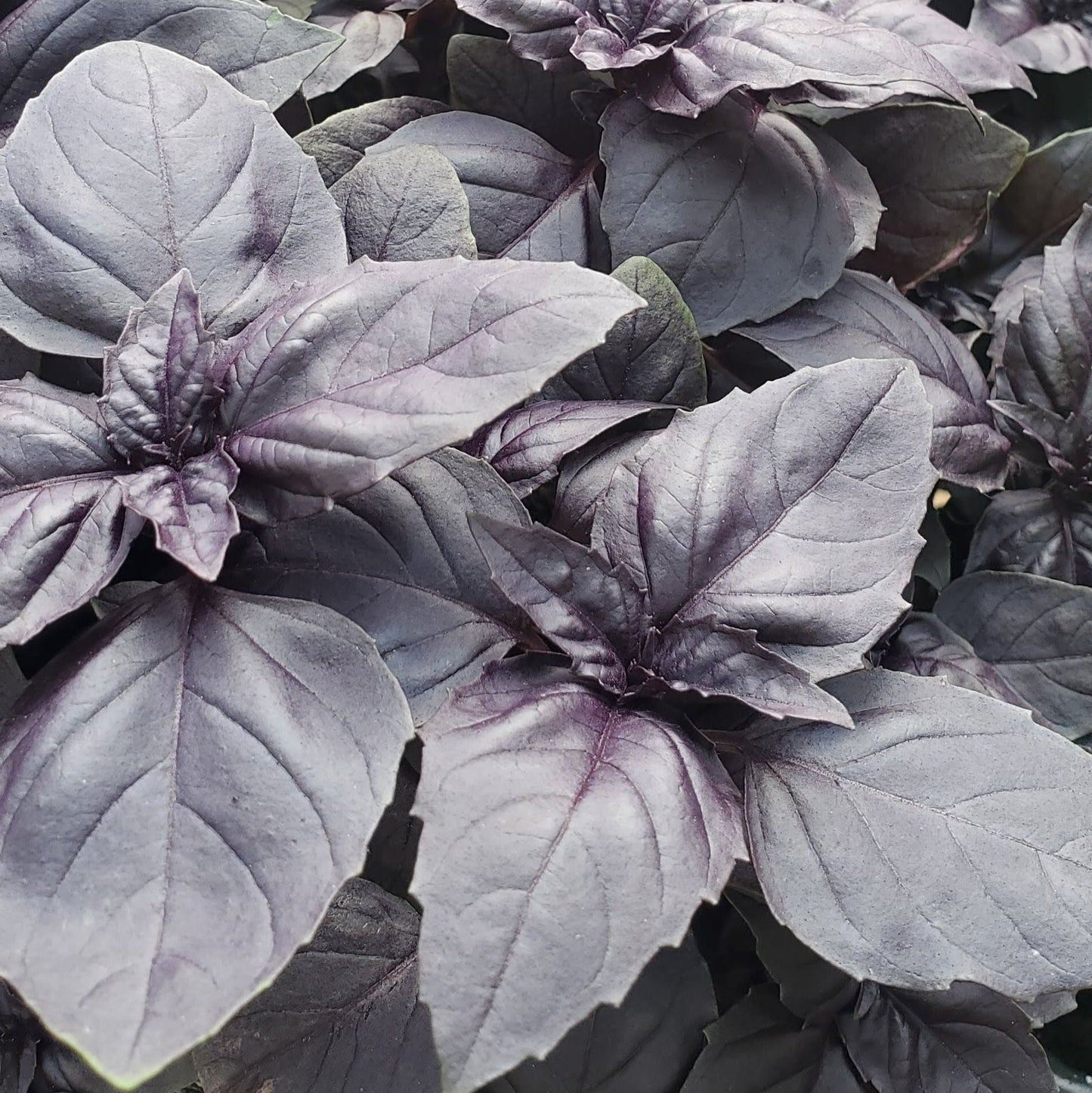 Dark Opal basil plant from MIgardener, showcasing vibrant purple leaves and healthy growth.