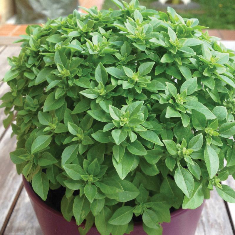 Dwarf Greek Basil plant from MIgardener with green, aromatic basil leaves in a garden setting.