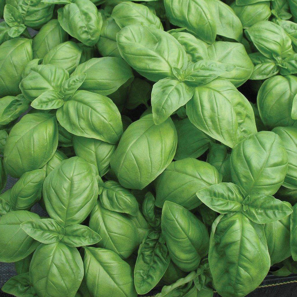 Fresh Genovese basil plant by MIgardener with vibrant green leaves and sturdy stems, perfect for culinary use.