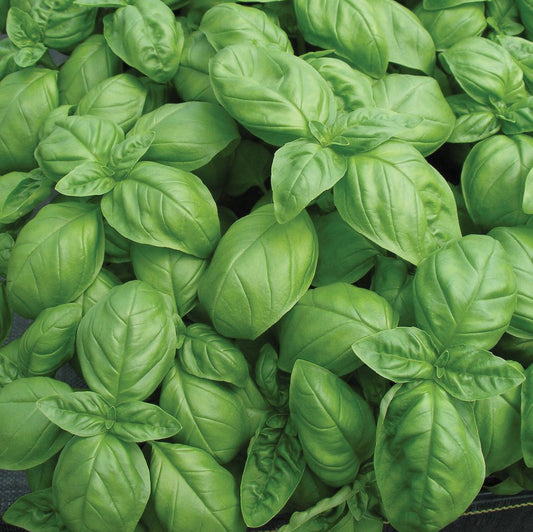Fresh Genovese basil plant by MIgardener with vibrant green leaves and sturdy stems, perfect for culinary use.